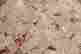 item-131037337=5