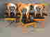 item-131037353=2