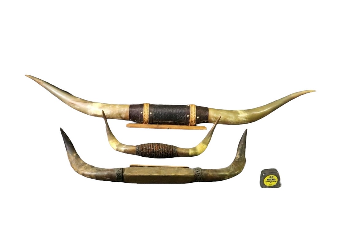 3 STEER HORNS (1 of 14)