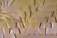 item-207952517=4