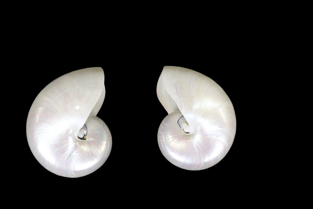 TWO SEASHELLS (1 of 6)