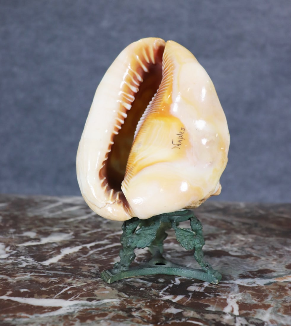 CAMEO SHELL - 4