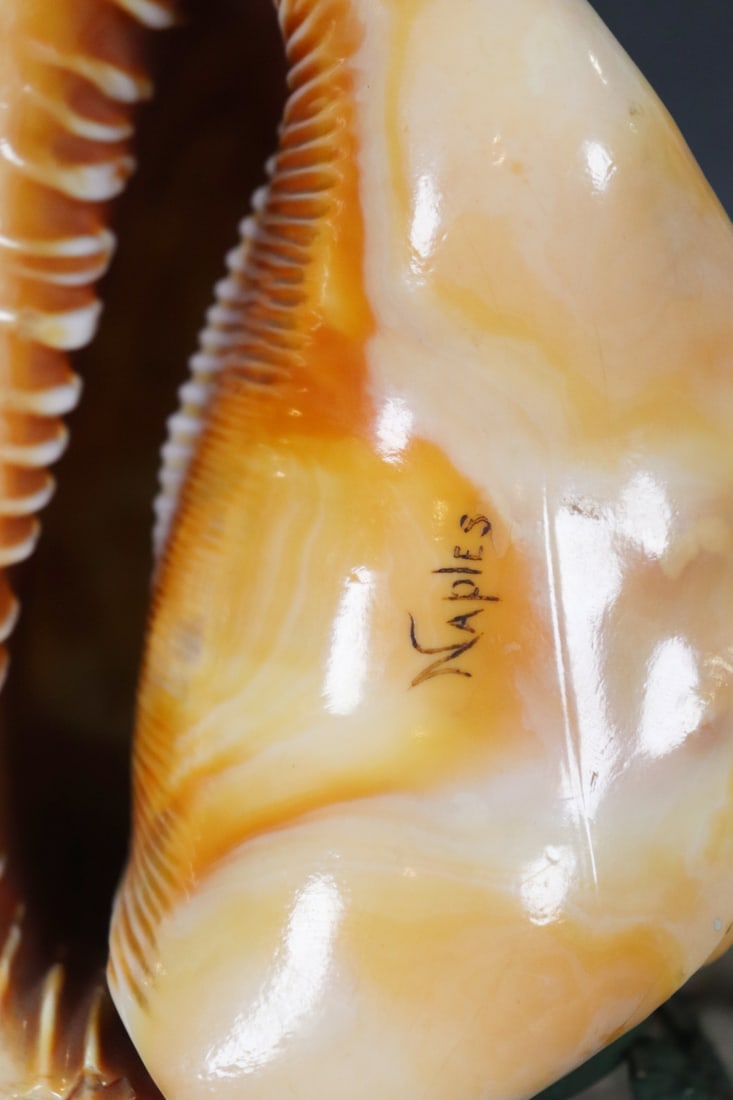 CAMEO SHELL - 5
