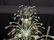 PALATIAL 7 FOOT MURANO VENETIAN GLASS CHANDELIER - 4