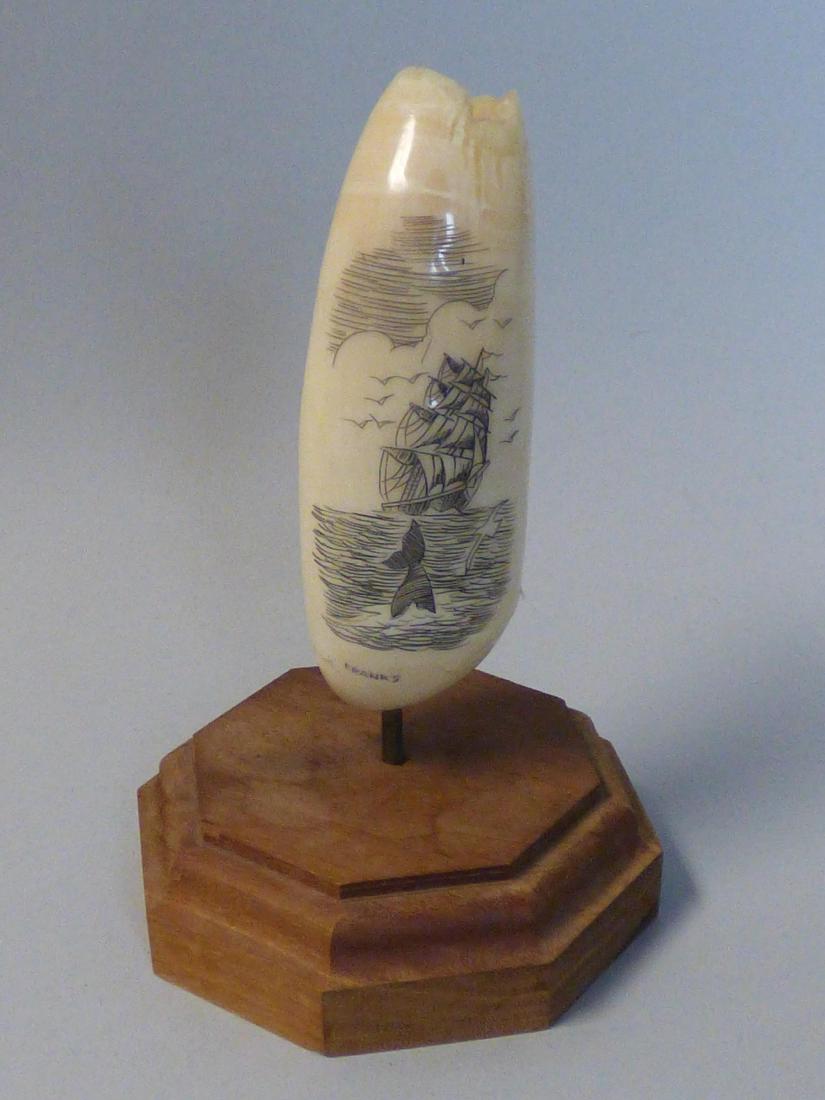 Scrimshaw Walrus Tooth