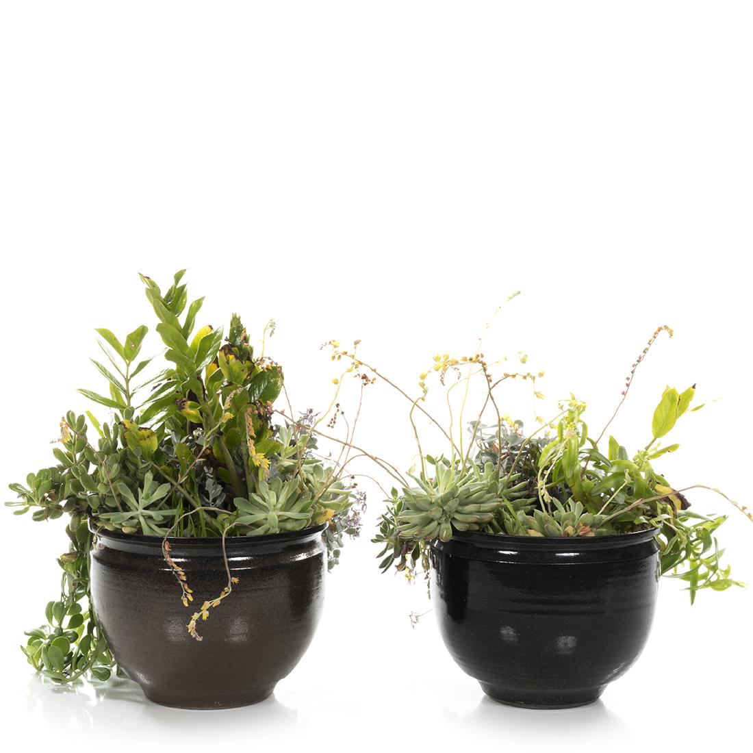 David Cressey and Robert Maxwell Planters (2) (1 of 3)