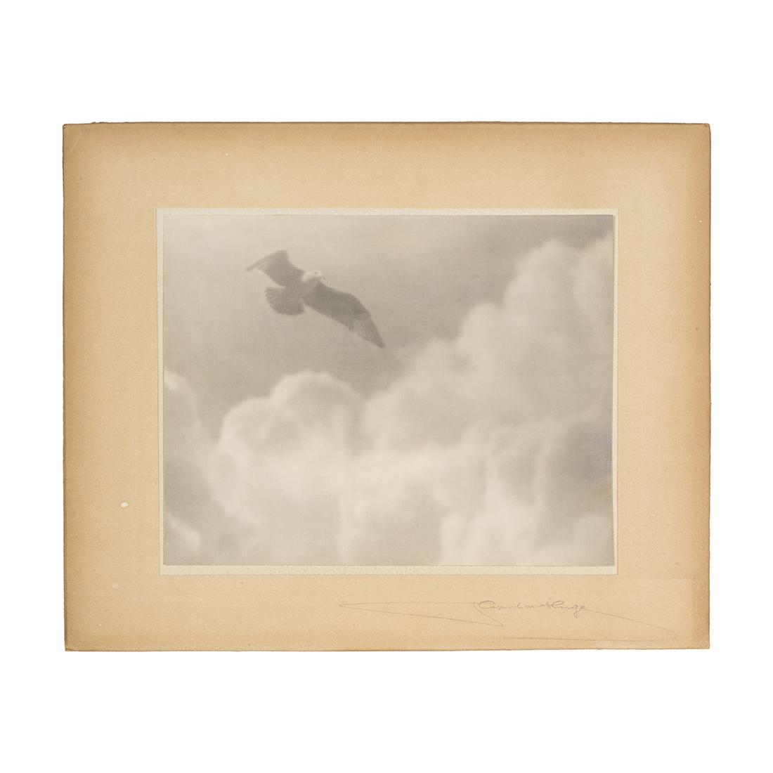 Leopoldo Hugo Bird in Flight Photograph (1 of 2)