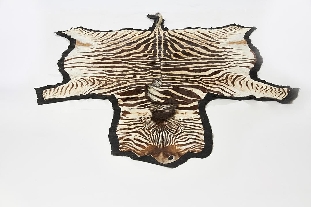 Burchell's Zebra Hide Rug (1 of 9)