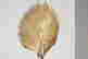item-135468770=8