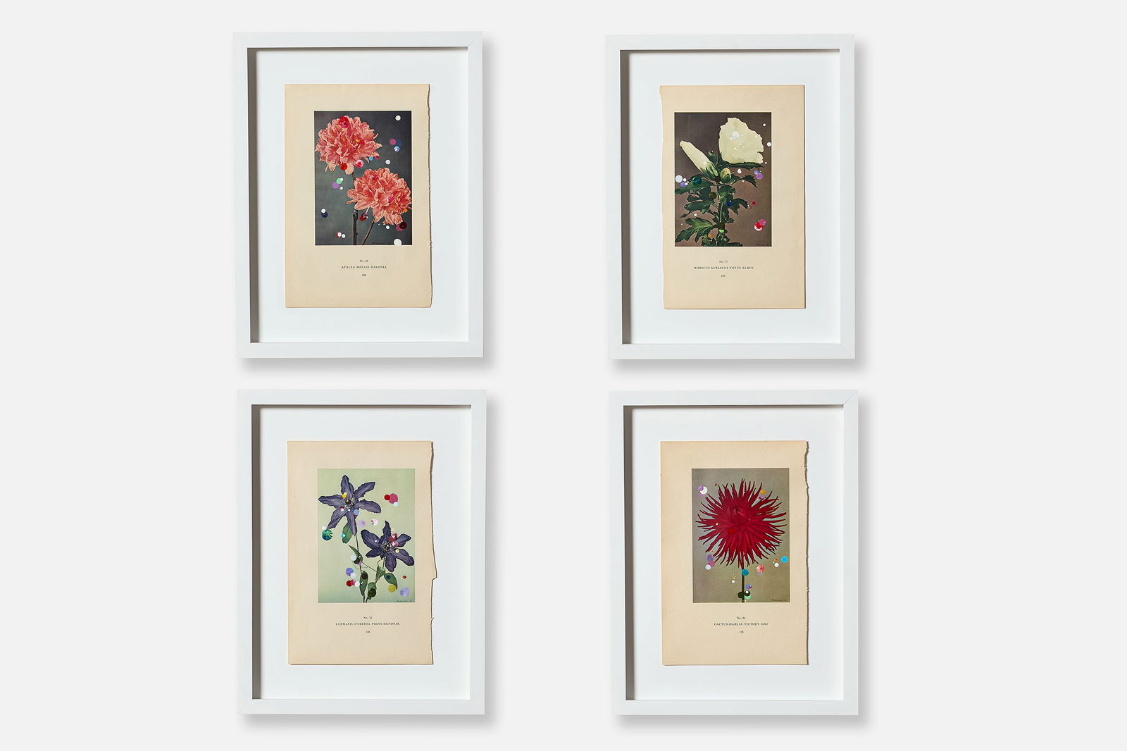 Sebastiaan Bremer, Four Paintings (4): SEBASTIAAN BREMER Four paintings, 2015 Hand-painted on antique book page. Each signed and dated. Comprising 'Cactus-Dahlia Victory Day', 'Clematis Hybrida Prins Hendrik', 'Azalea
