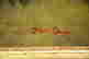 item-51650544=3