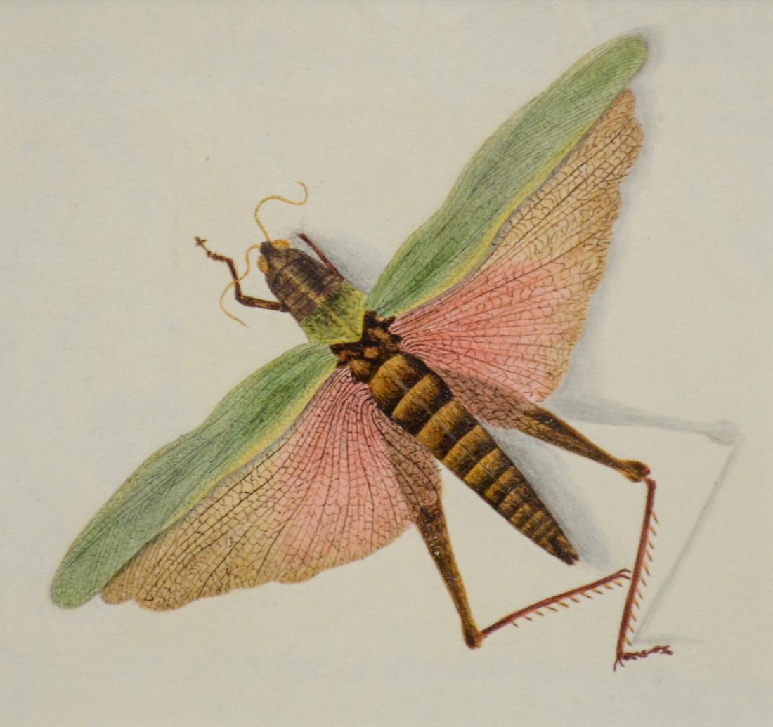 Antique miniature painting of a winged insect (1 of 2)