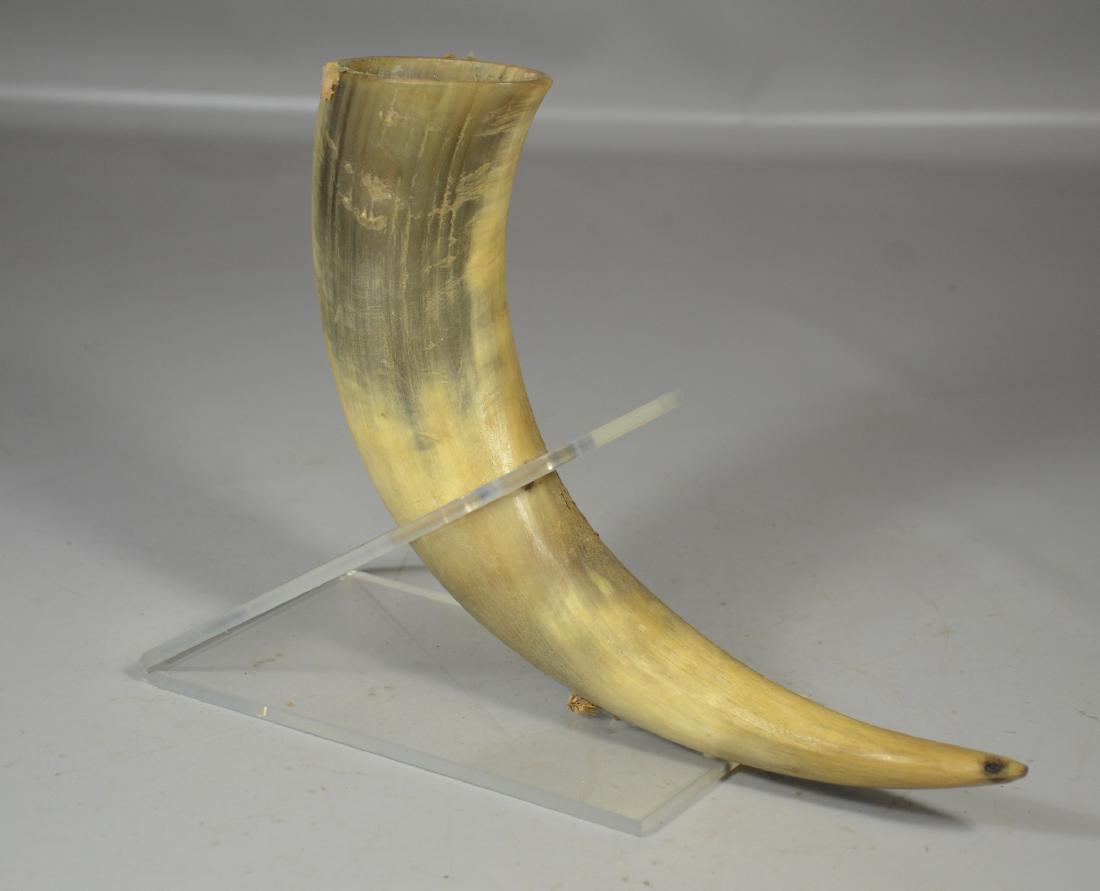Horn in Plexiglass Stand: Horn in plexiglass stand, 9-1/2" h