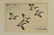 Hans Kleiber & J D Knap, pair of duck etchings - 2