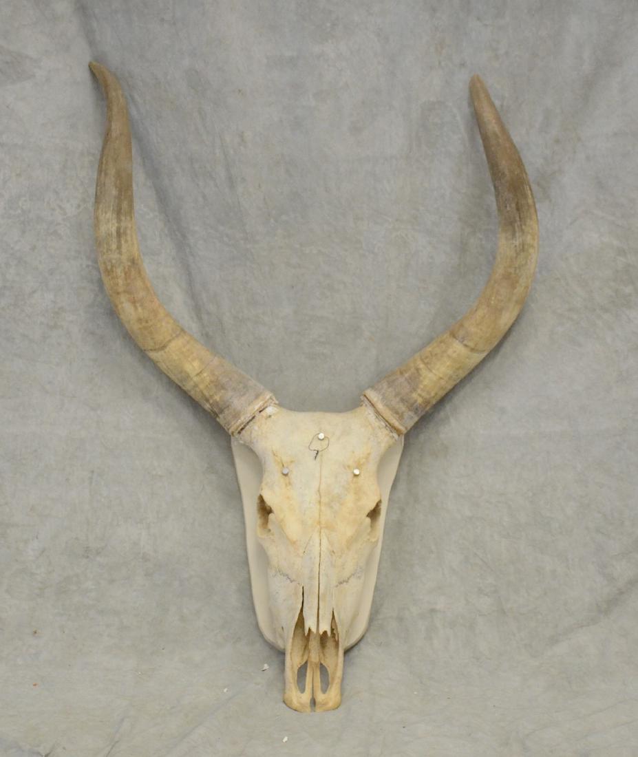 Longhorn steer skull with horns, 45" h, 30" w (1 of 1)