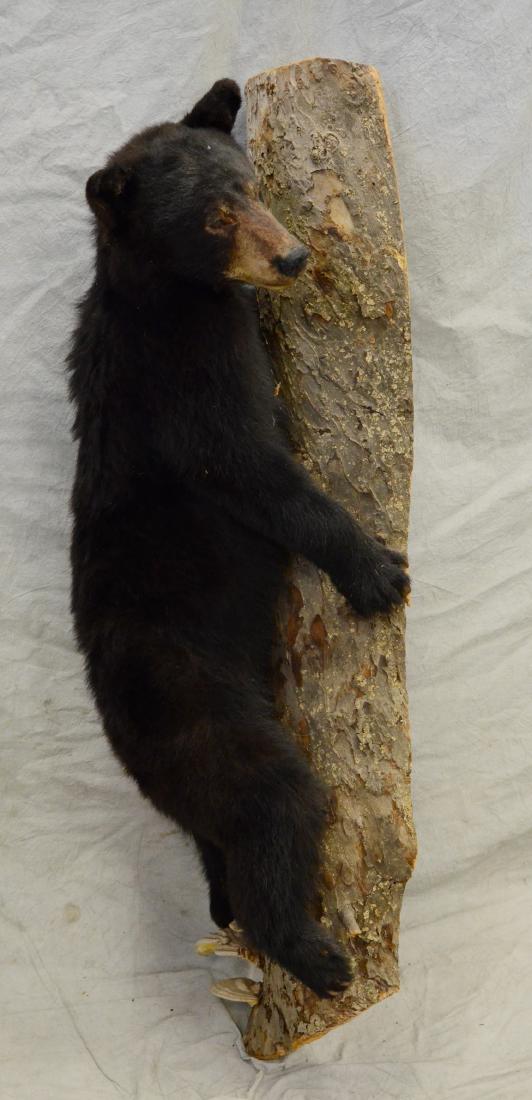 Full body bear cub mount (1 of 2)
