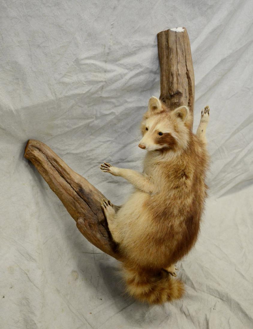 Blond racoon full mount (1 of 3)