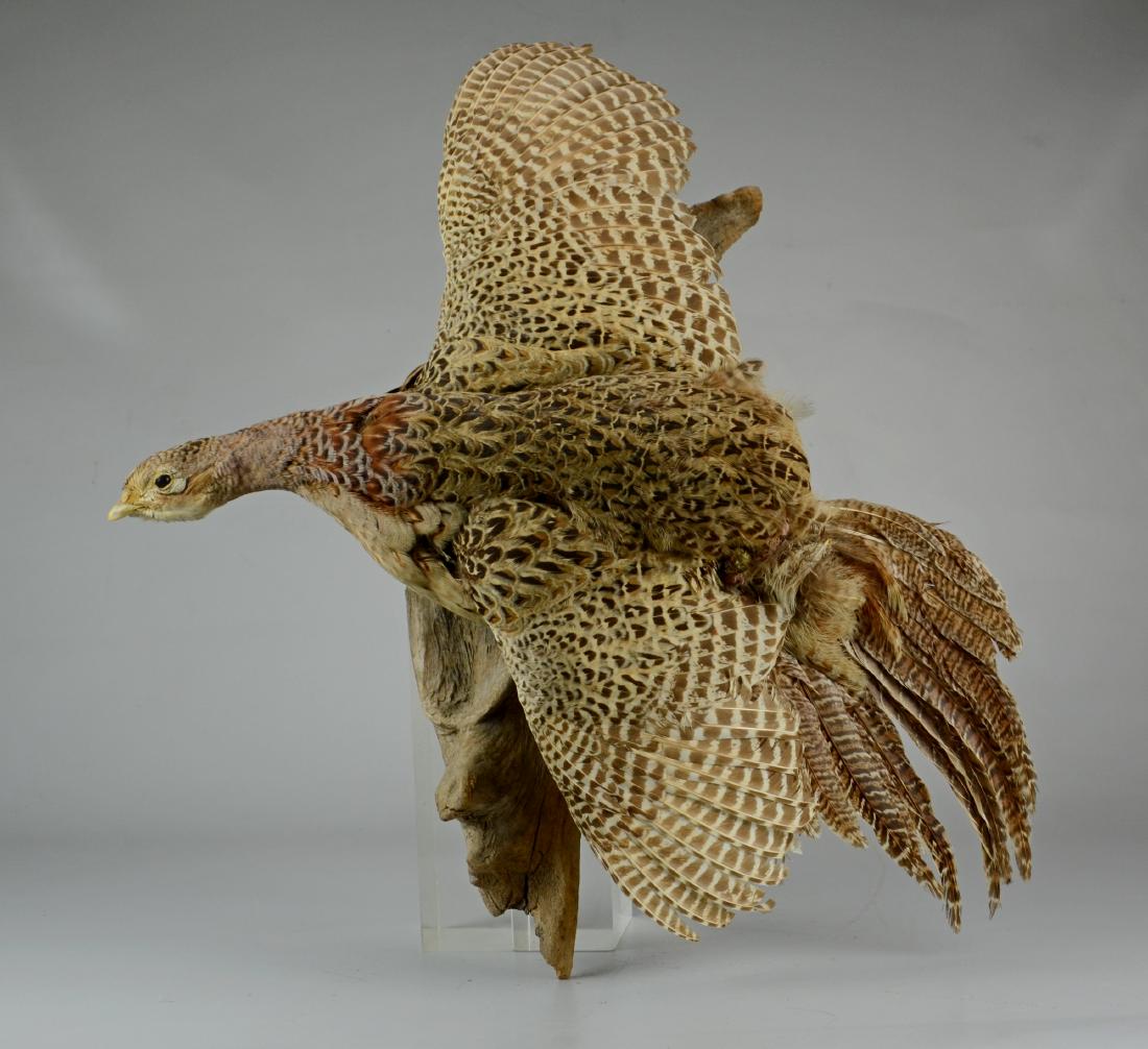 Full mount of hen pheasant perched on a branch (1 of 3)