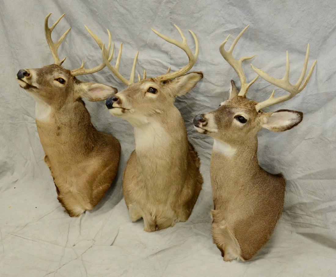 3 white tail deer shoulder mounts (1 of 1)