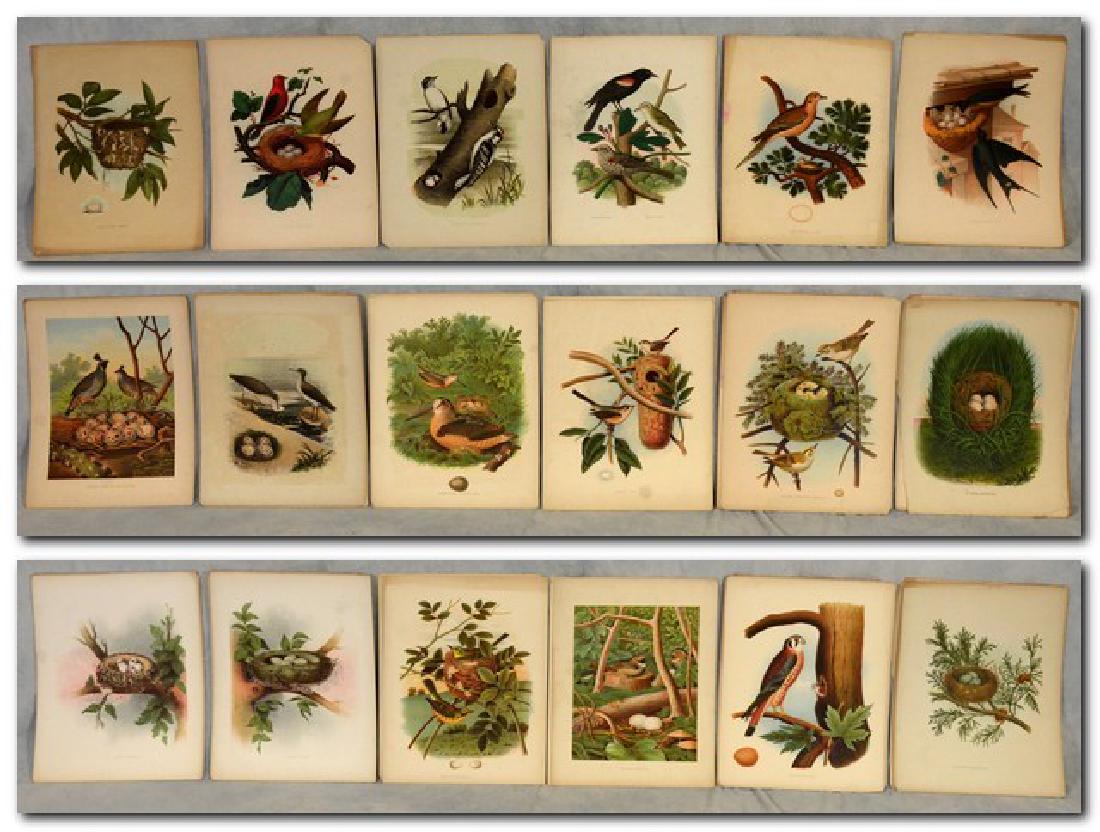 (18) Plates from "Nests and Eggs of Birds of the United (1 of 4)