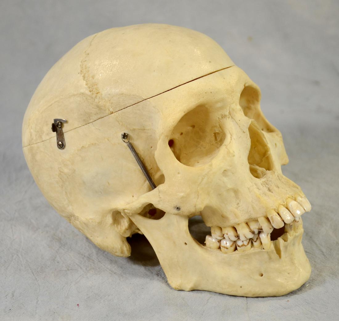 Real Human Skull for Medical Use w/ Fully Articulated (1 of 2)