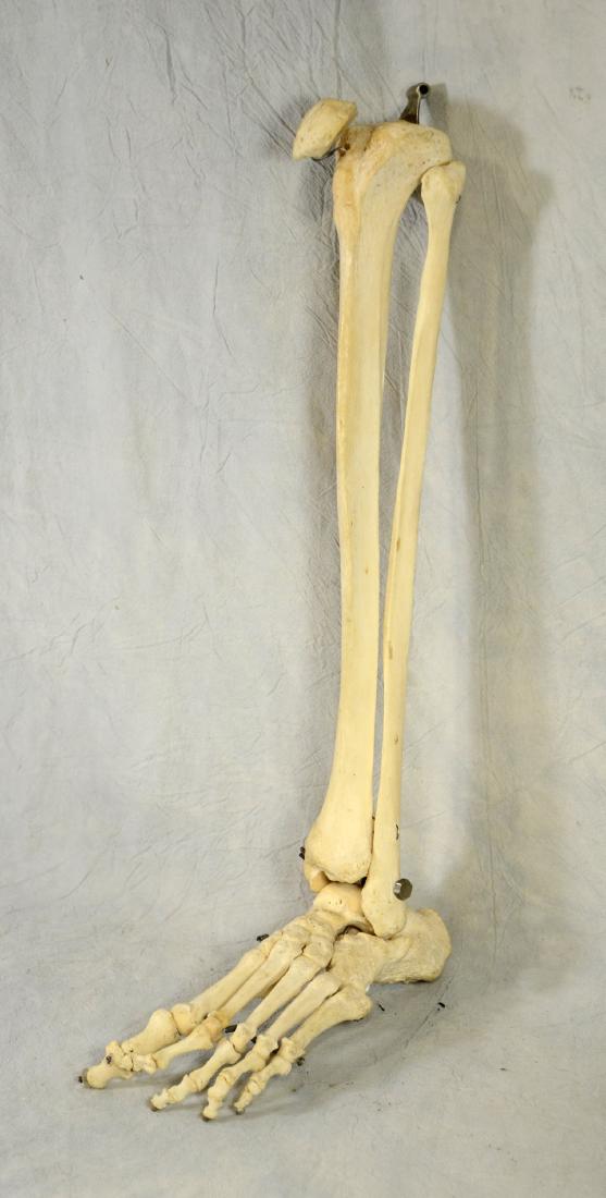 Real Human Lower Leg and Foot Bones Fully Articulated (1 of 1)