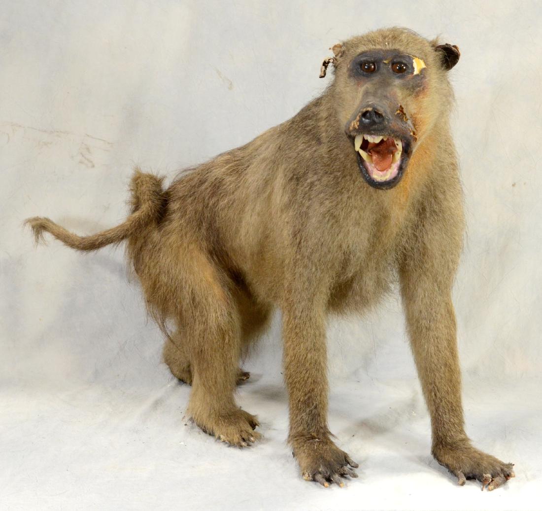 African Baboon Full Body Mount  AS IS (1 of 4)
