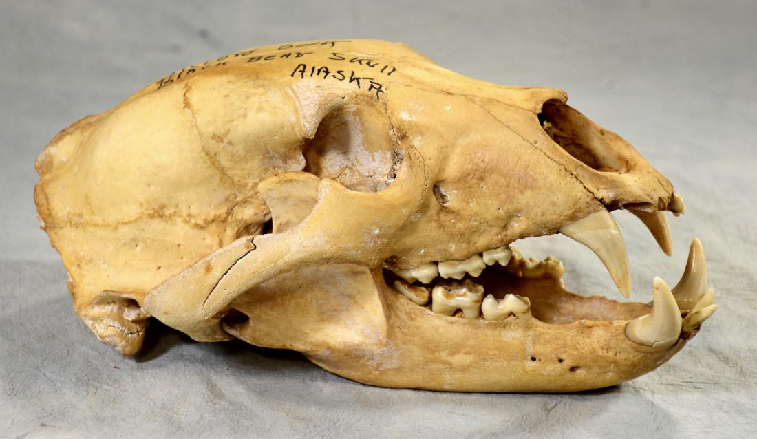 Huge Black Bear Skull w/ Lower Jaw  Record book size (1 of 2)