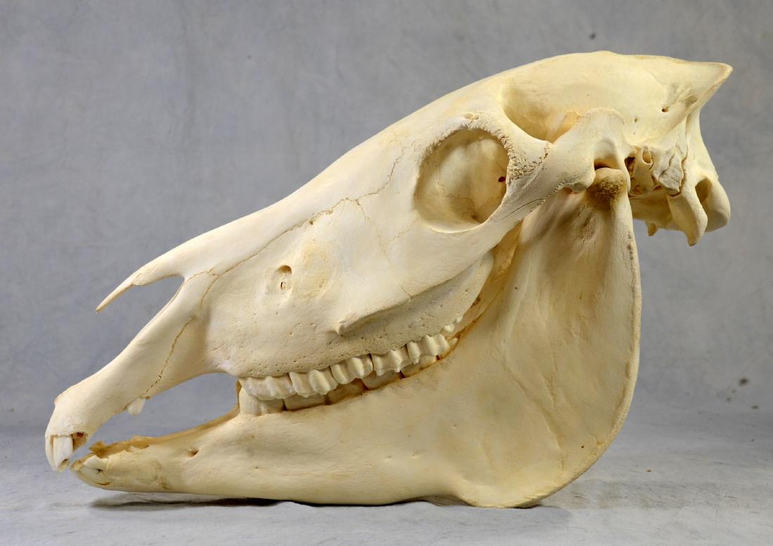 African Zebra Skull Professionally Prepared w/ Lower (1 of 1)