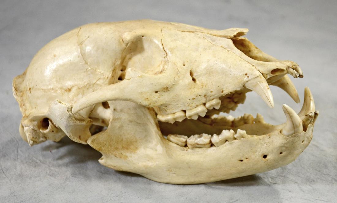 Large Grizzly Bear Skull Professionally Prepared w/ (1 of 1)