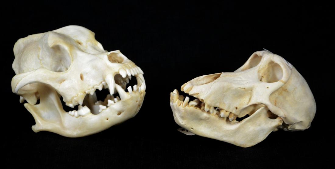 Large African Baboon Skull, Boxer Dog Skull, each (1 of 2)