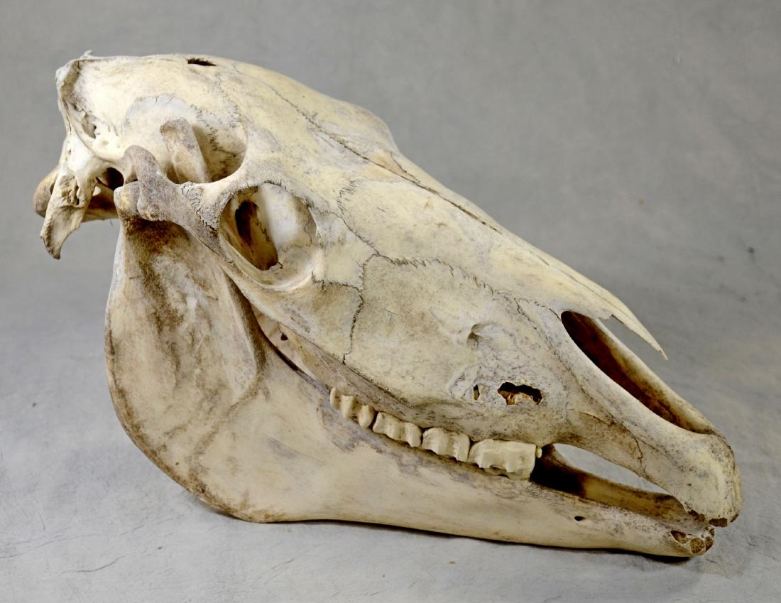 Horse Skull w/ Lower Jaw: Horse Skull w/ Lower Jaw