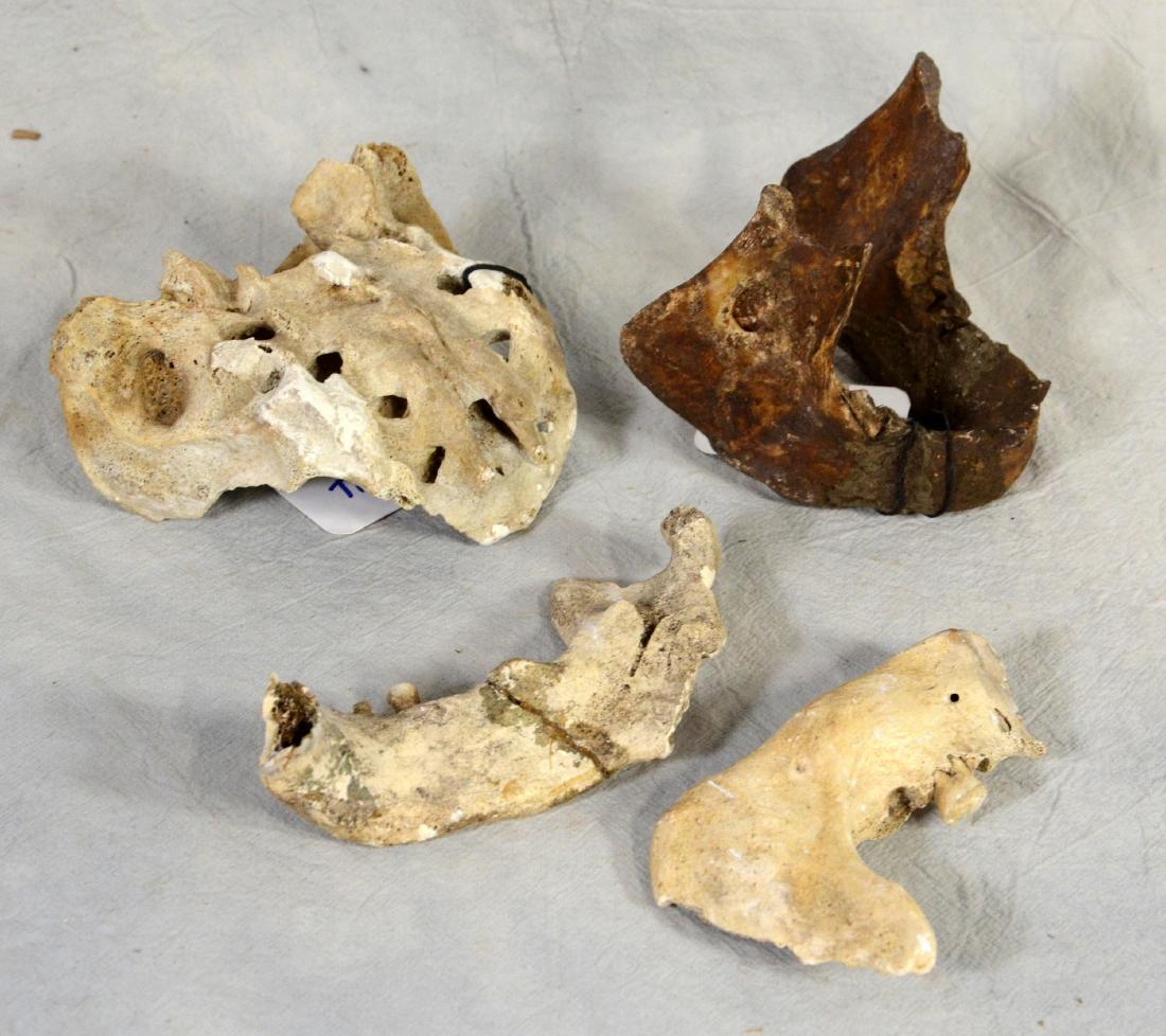 Authentic Human Coccyx Tailbone, Real Human Jaw (1 of 1)