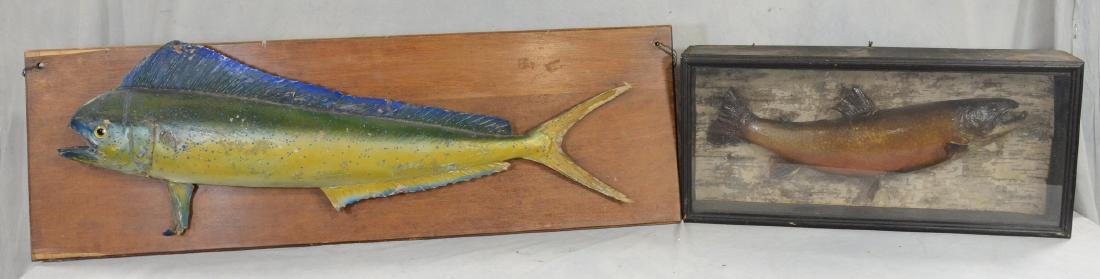 Edwardian Cased Stuffed Trout  c1910  HUGE  Taxidermy, (1 of 3)