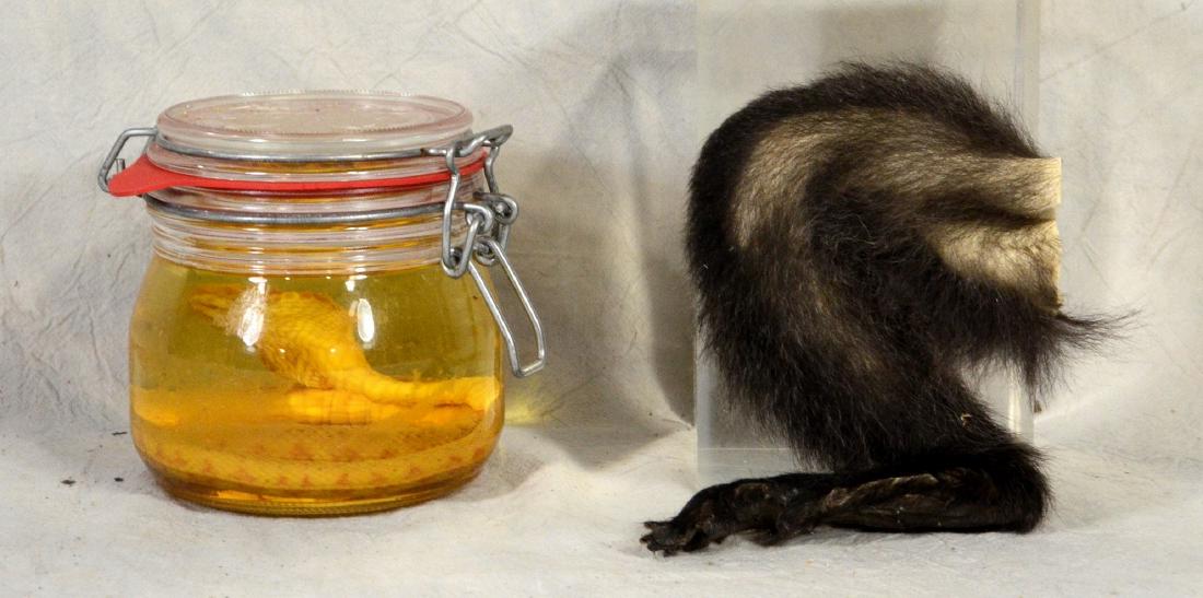 Monkey's Paw Old Taxidermy Leg & Foot reminiscent of (1 of 1)