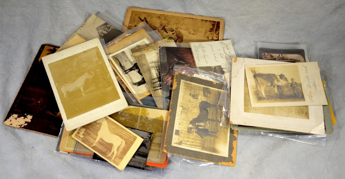 37 pc photo lot: Large Antique Horse Photo Collection (1 of 1)