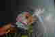 item-65867674=3