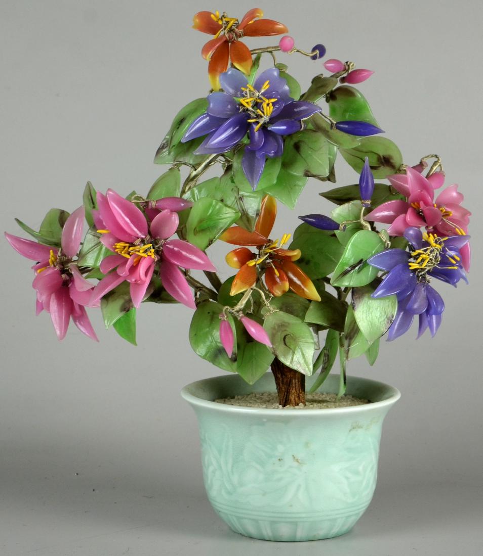 Multi-Colored Jade Tree (1 of 2)