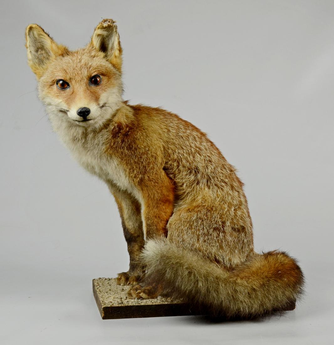 Taxidermy Full Body Fox: Fox taxidermy full body seated mount, 17" h