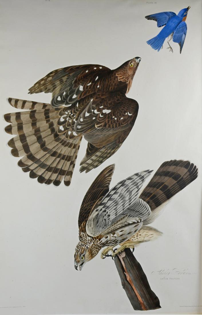 John James Audubon, engraving on paper "Stanley Hawk": [Authentic Audubon] John James Audubon (American, 1785-1851), a la poupee colored engraving on paper "Stanley Hawk", J. Whatman 1830 watermark in upper right corner, 38-1/2" x 25-1/2", good condition,