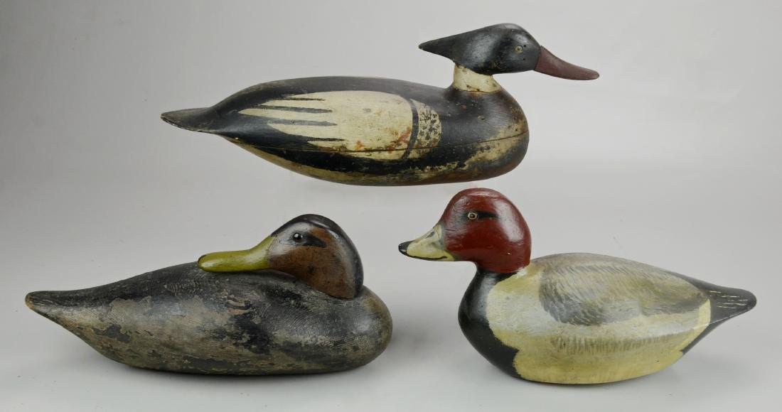 (3) Carved and Painted Duck Decoys: (3) Carved painted wood duck decoys, (1) signed "John Miller", (1) Merganser, largest 16" long