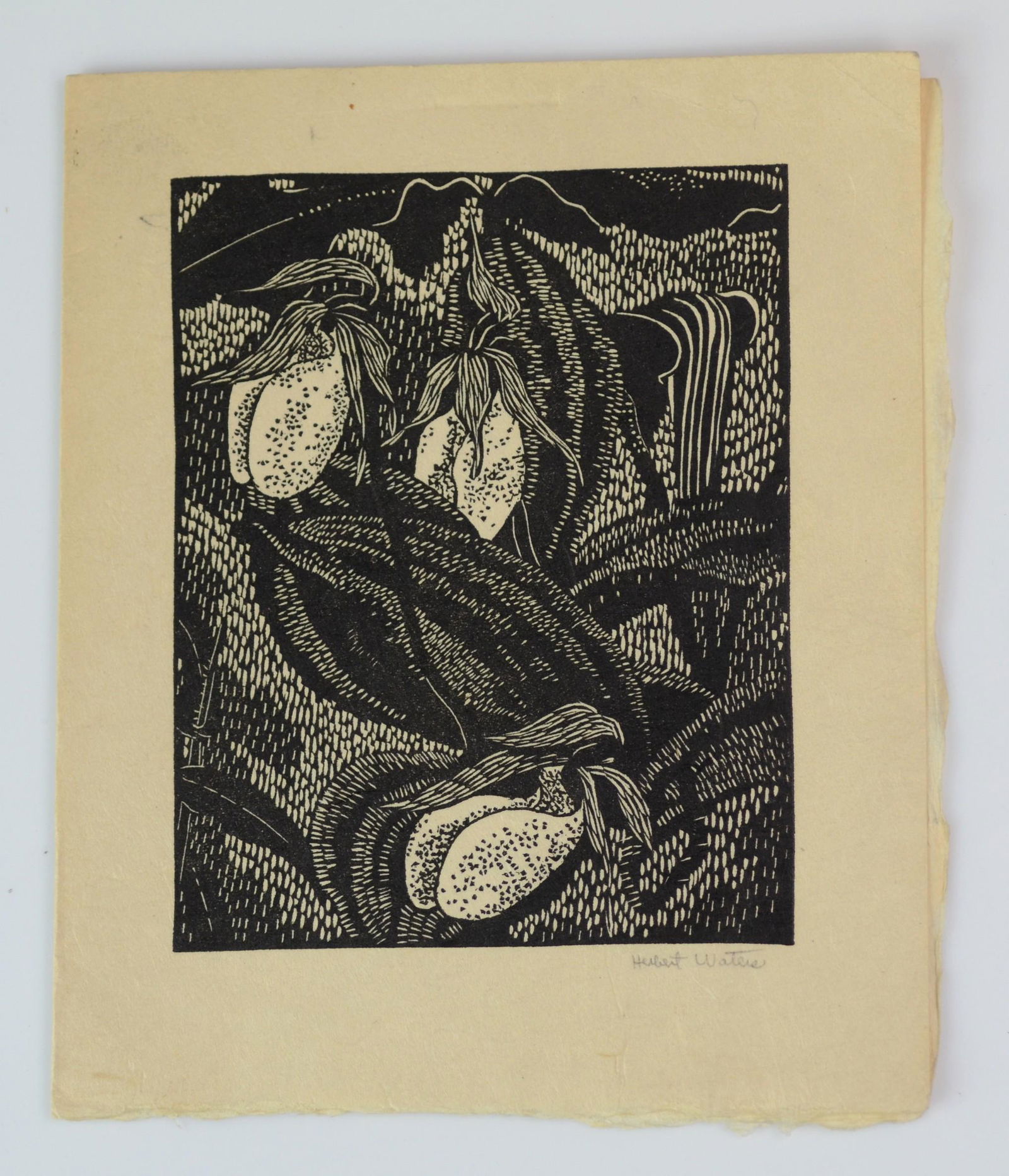 Herbert Ogden Waters Wood Engraving "Lilies" (1 of 4)