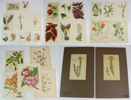 (29) Antique & Vintage Botanical Engravings (1 of 6)