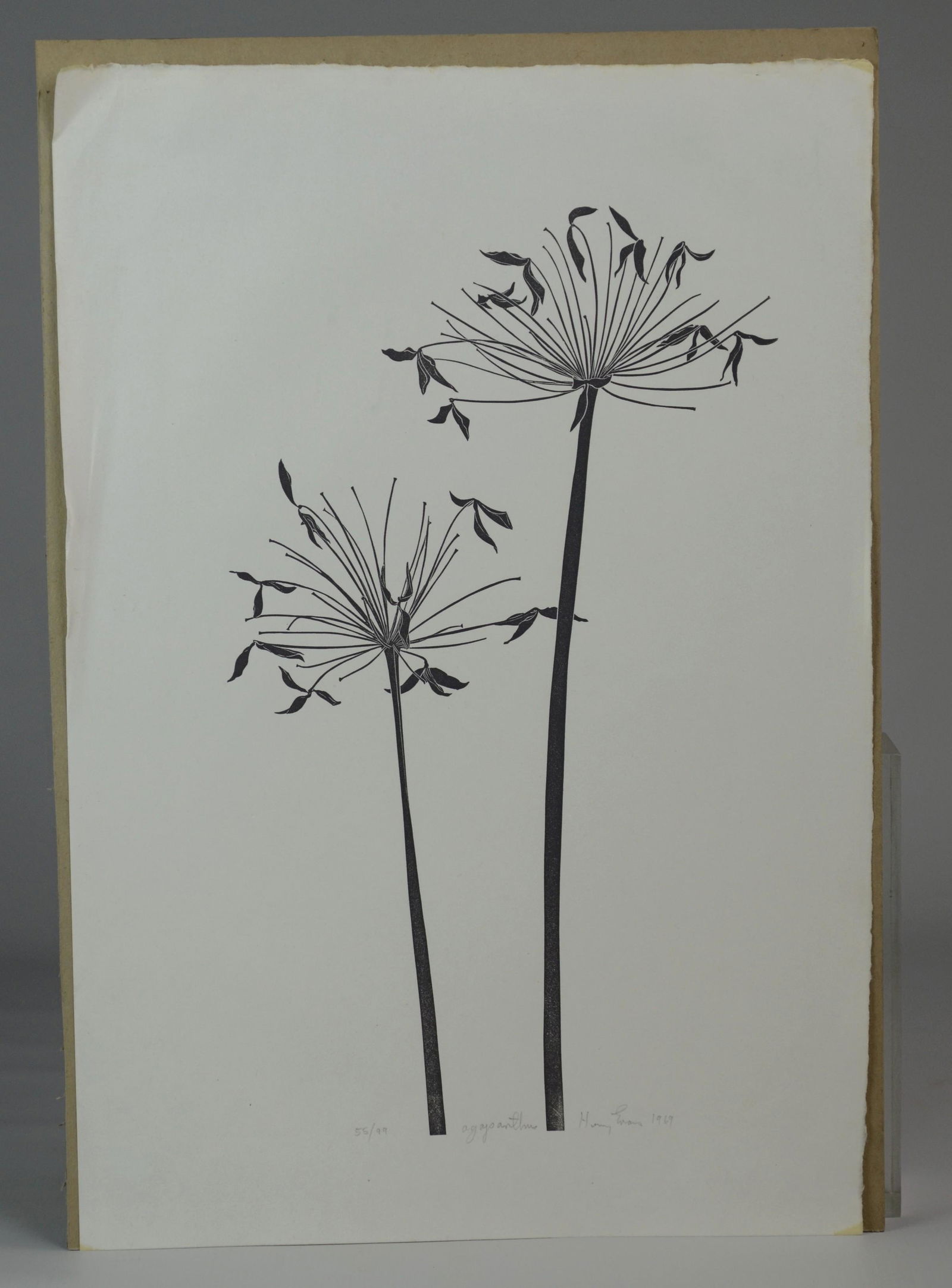 Henry Evans Linocut Print "Agapanthus" (1 of 1)