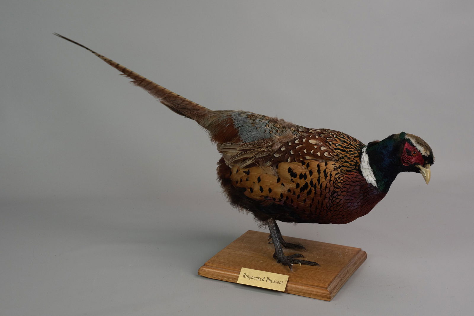 Ring-necked Pheasant Taxidermy (1 of 1)