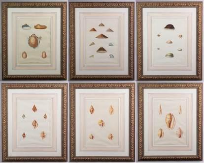 George Perry (6) Seashell Prints: George Perry, 19th C British, (6) Seashell Prints, hand colored aquatint on paper, from the book "Conchology", 13-1/2" x 9-1/2" sight, 23-1/8" x 19-1/8" framed, good condition
