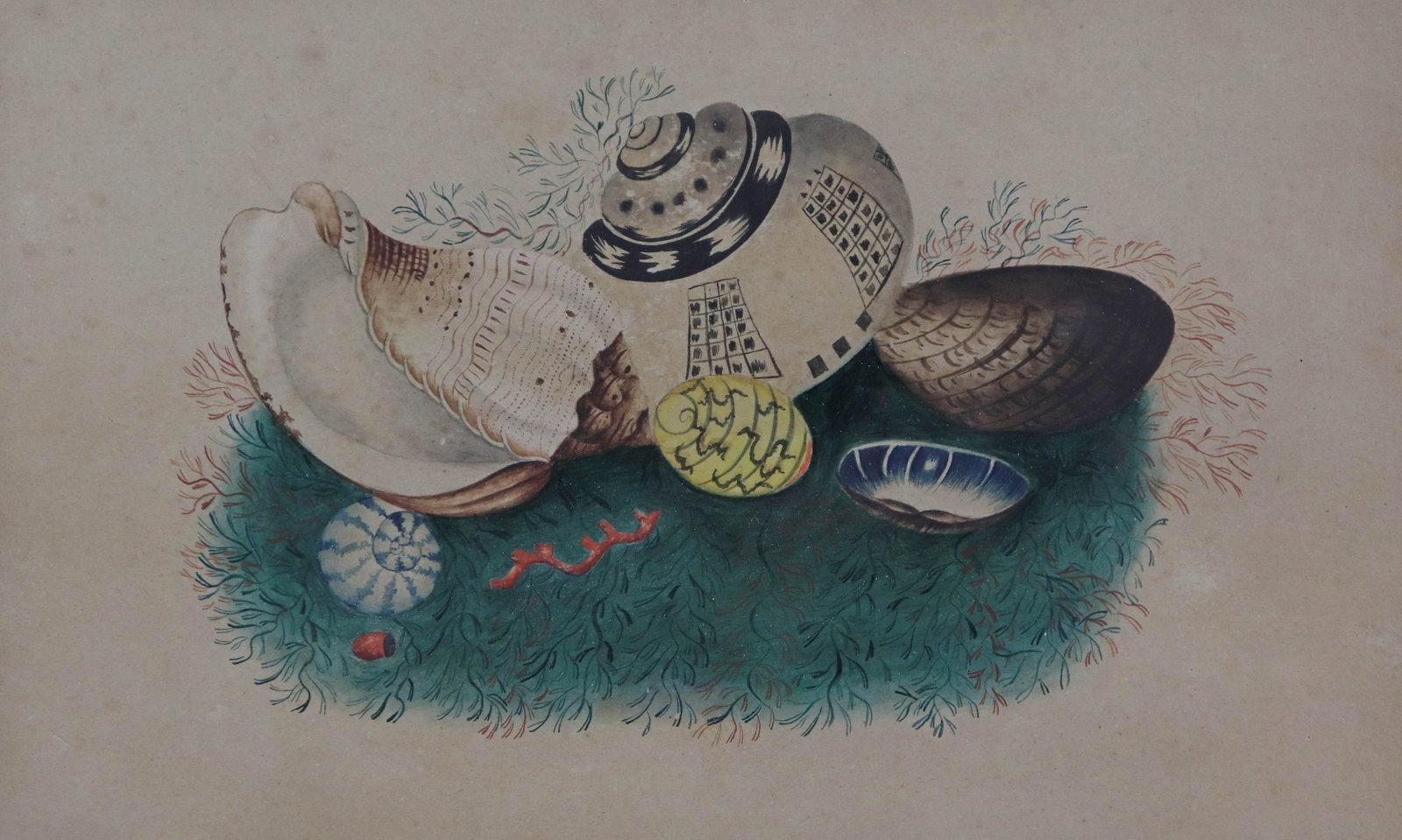 19th C American Conchological Watercolor Painting: 19th C American conchological watercolor painting depicting (7) seashells, watercolor on paper, unsigned, attributed on back to Sarah Corbit Spruance (1795-1860) of Delaware, 5-1/2" x 9" sight, framed
