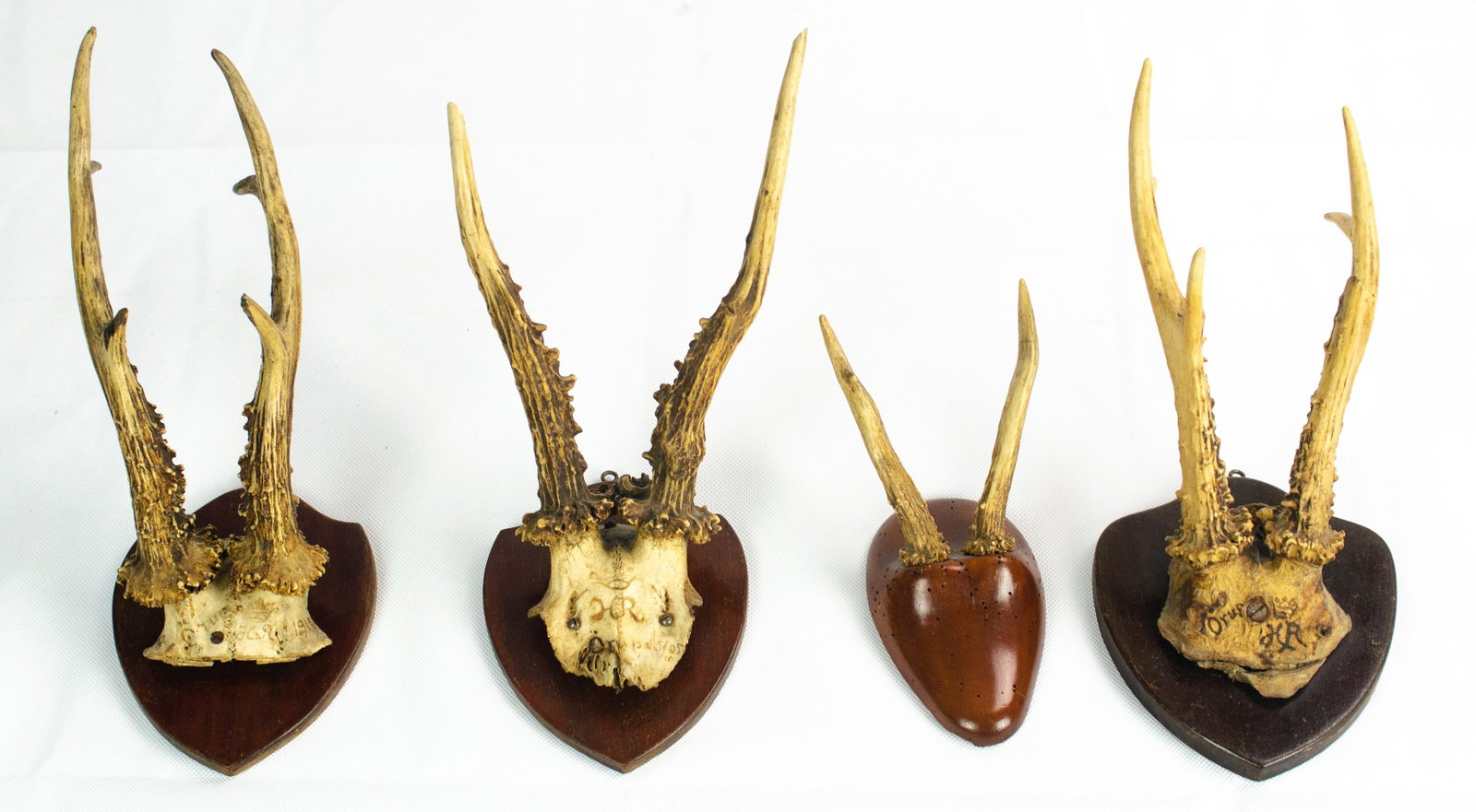 (4) Mounted Antlers: (4) Antlers, mounted on shield form backing, one dated 1919, largest approx 13", one with losses to antler tips