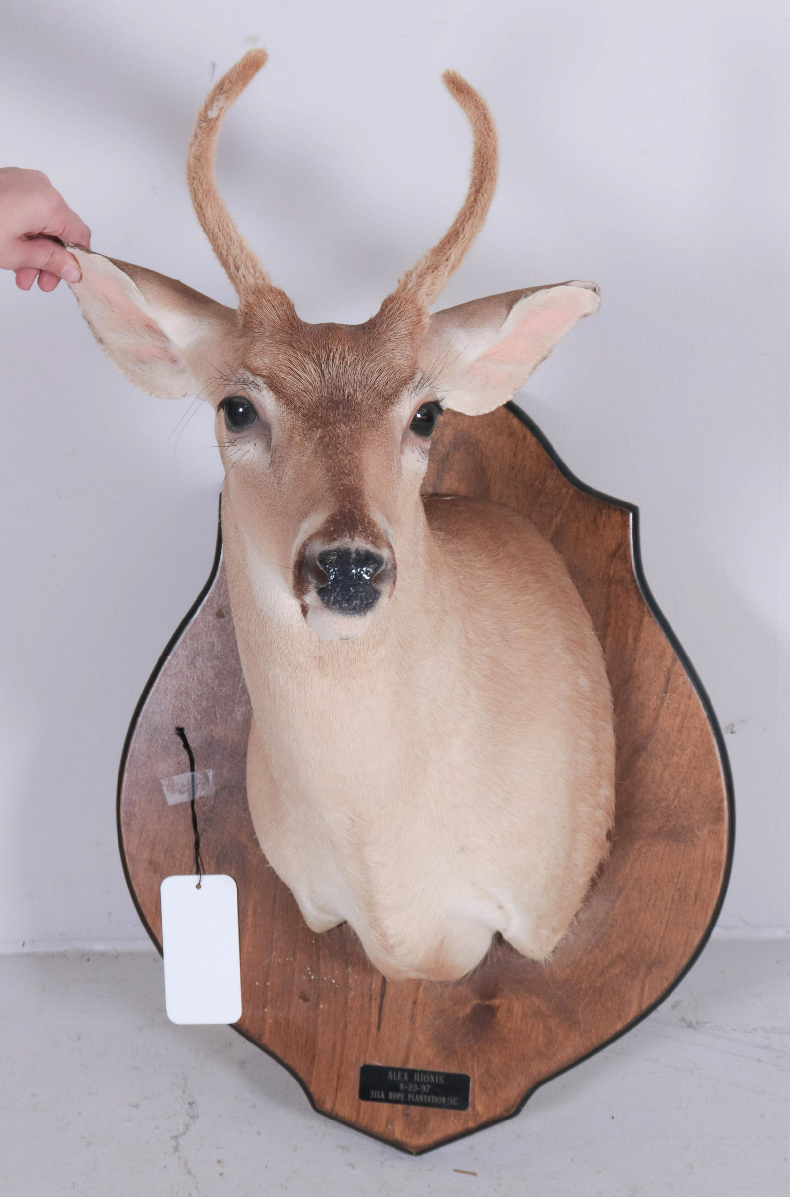 Deer head mounted on walnut plaque: Deer head mounted on walnut plaque, small plaque stating 8-23-97, Silk Hope Plantation, SC, head measures 23-1/2"h x 23"d