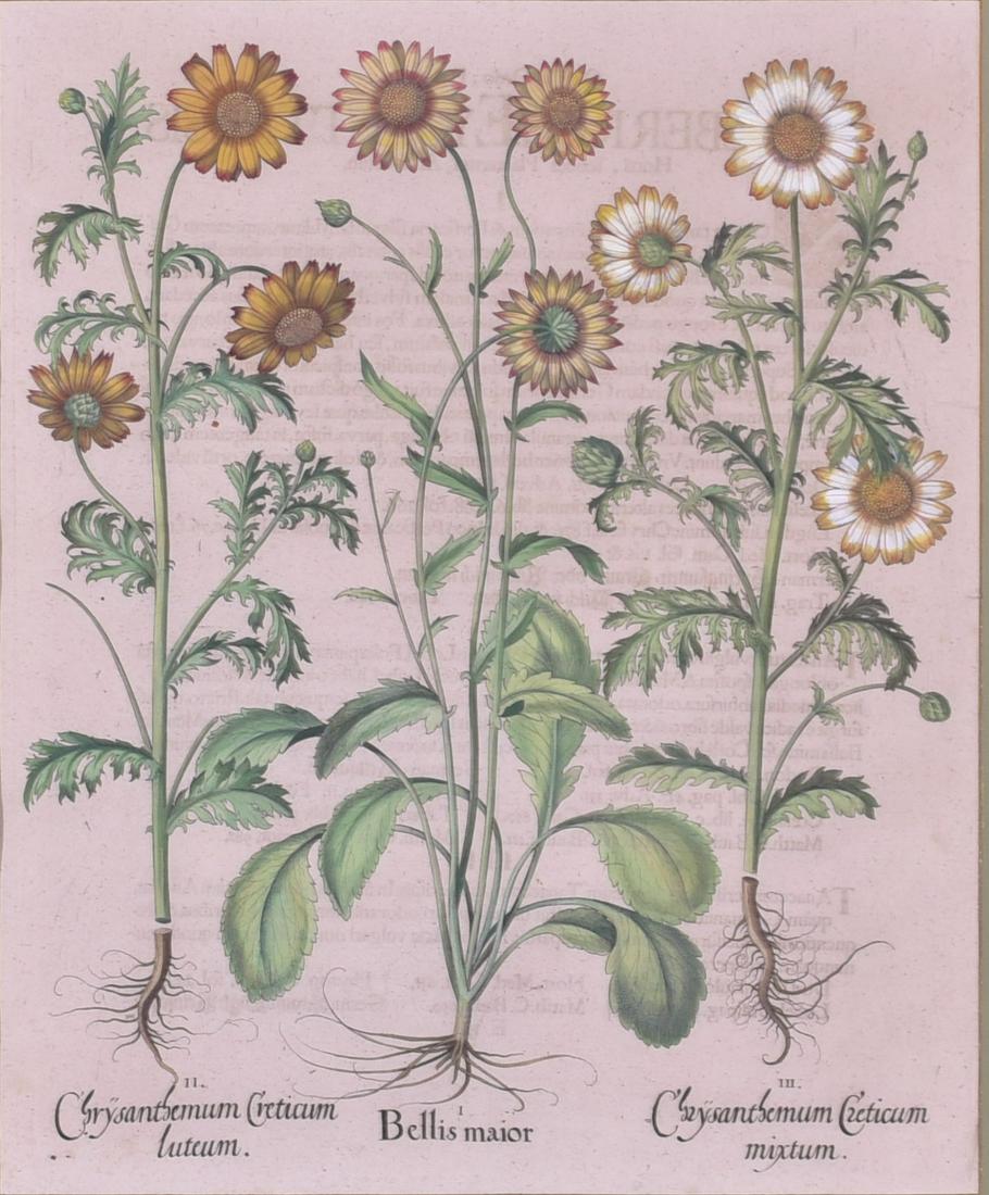 Basilius Besler hand colored botanical print: Basilius Besler (1561-1629) hand colored botanical print "Bellis Maior & Chrysanthemums, engraving on paper with hand coloring, text visible on back of sheet, 19-1/2" x 16" sight, framed 29-3/4" x 26"